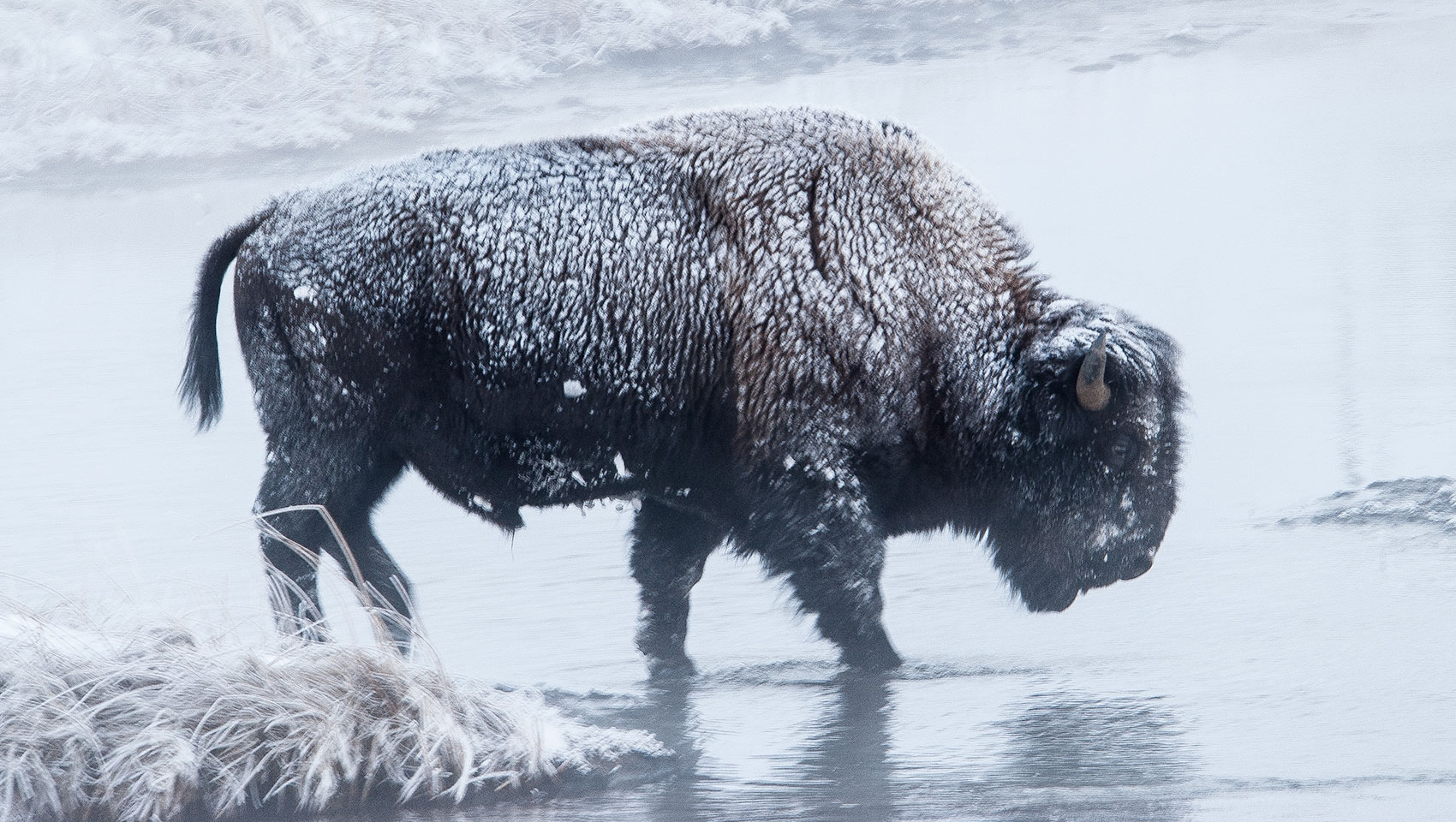 buffalo by river