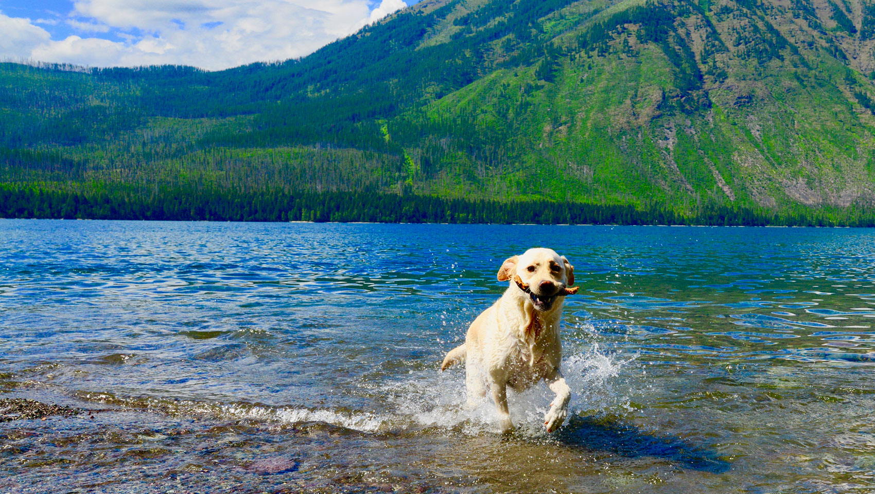 Dog in Montana