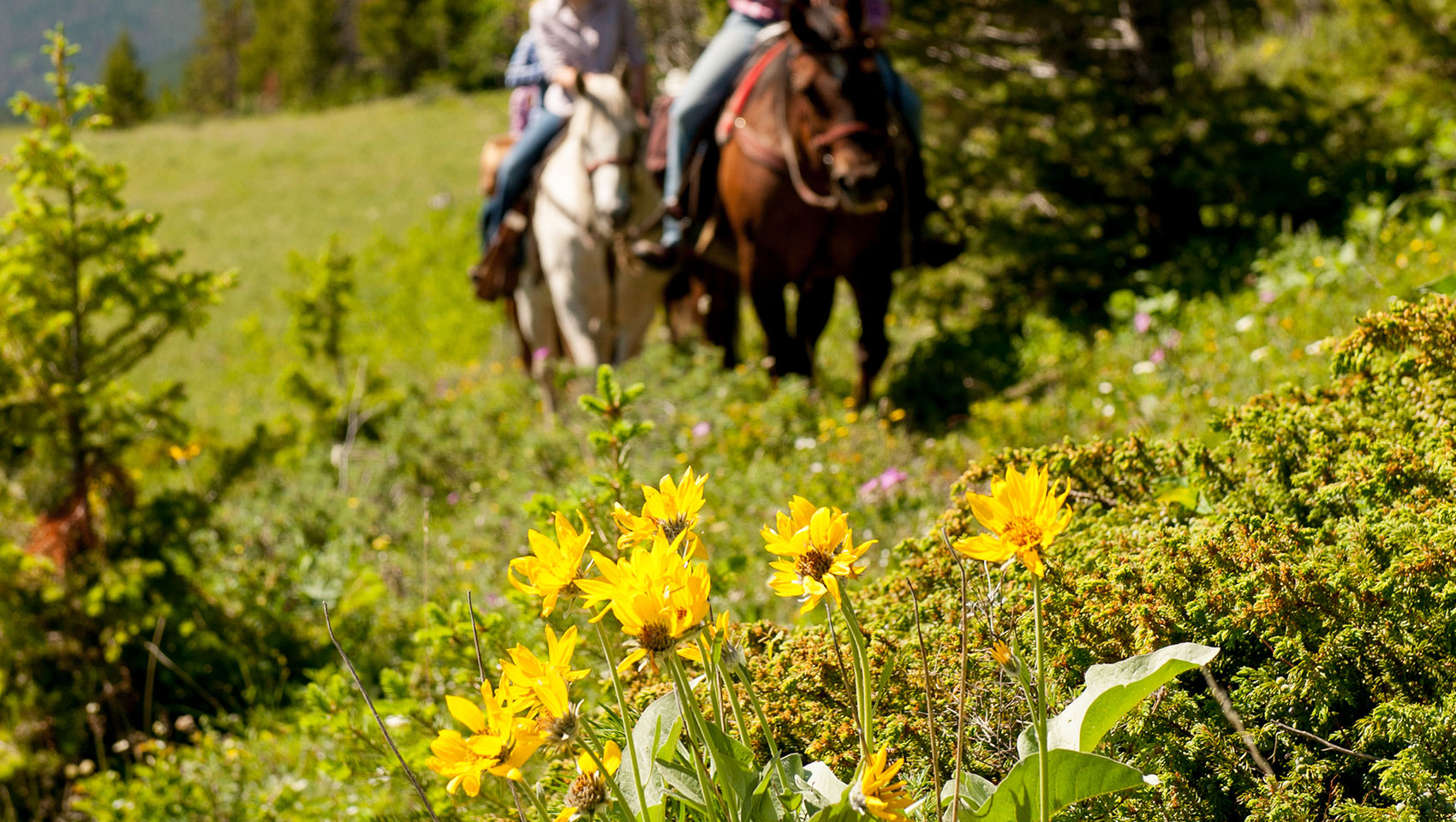 horseback riding wild flowers