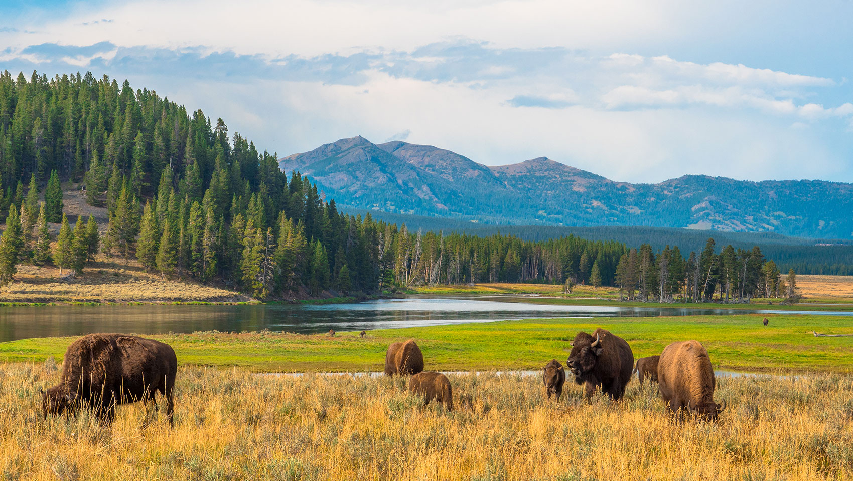 bison yellowstone national park summer