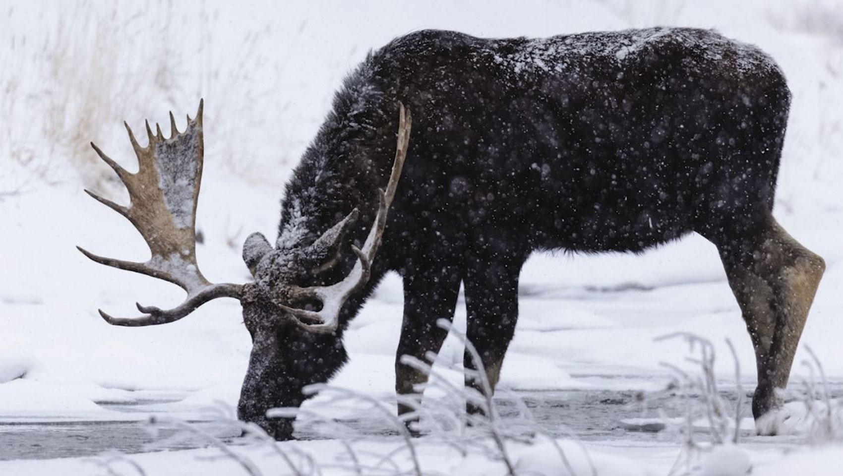 Bozeman hotel outdoor winter activities moose