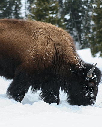 Bison