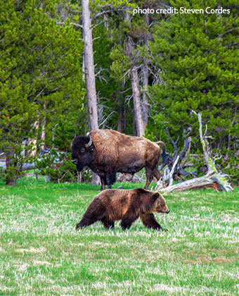 Yellowstone Wildlife