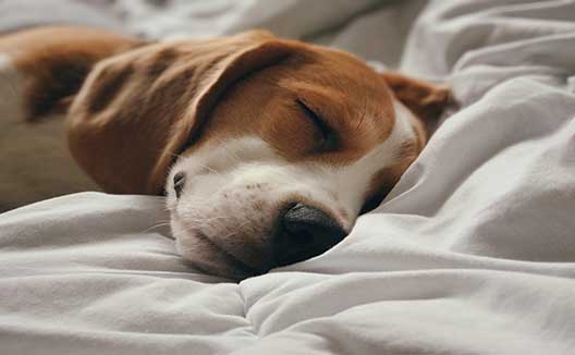 dog sleeping on bed